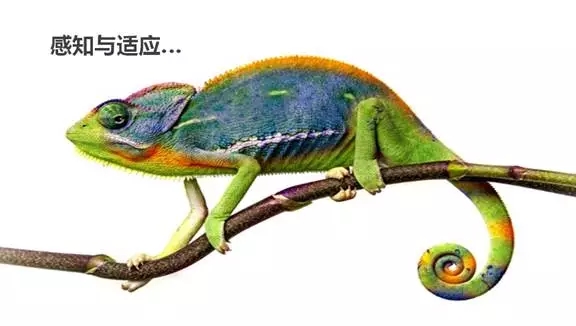 变色龙